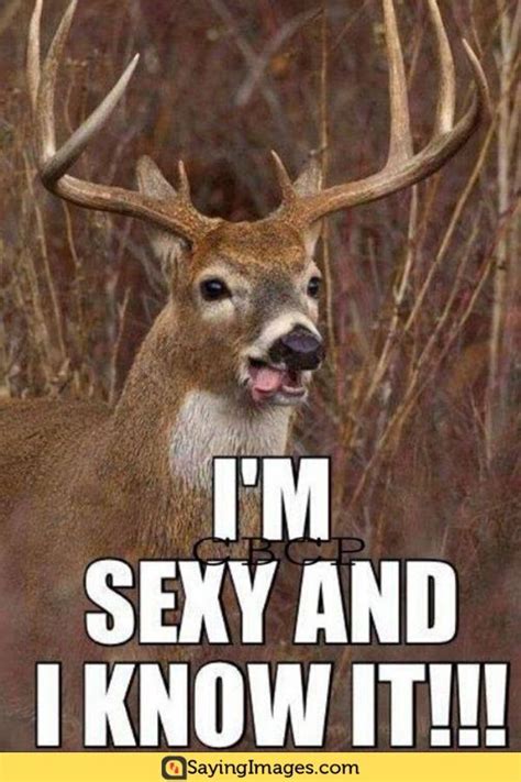 funny hunting photos|funny deer pictures.